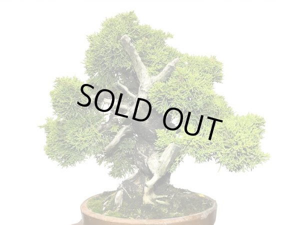 画像6: 糸魚川真柏  貴風盆栽 (6)