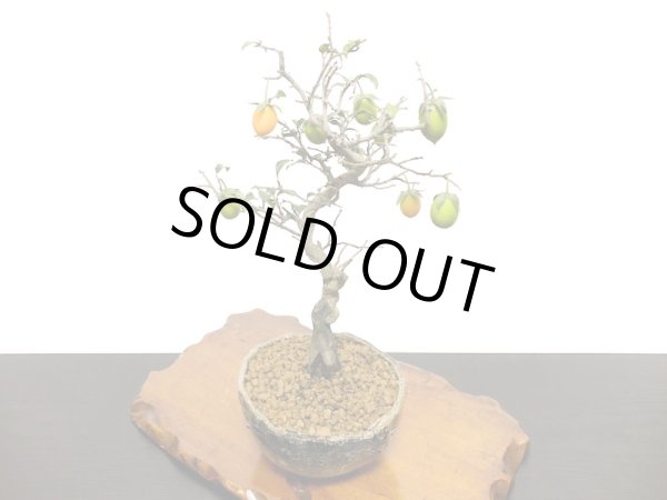 画像8: 老爺柿 小品盆栽 (8)