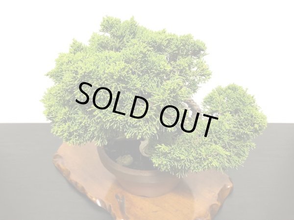 画像5: 糸魚川真柏  貴風盆栽 (5)