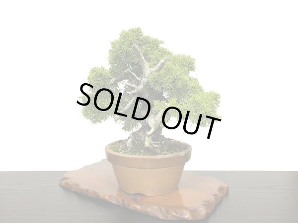 画像8: 糸魚川真柏  貴風盆栽 (8)