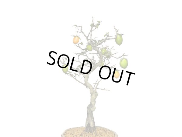 画像5: 老爺柿 小品盆栽 (5)