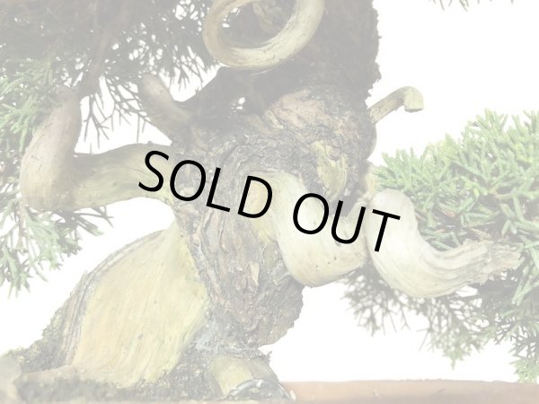 画像3: 糸魚川真柏  貴風盆栽 (3)