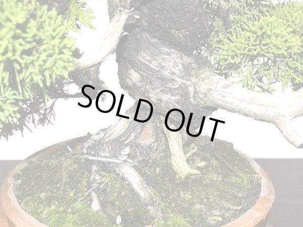 画像5: 糸魚川真柏  貴風盆栽 (5)