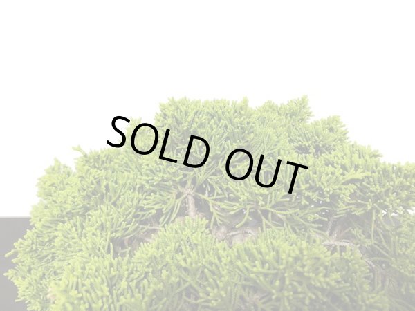 画像6: 糸魚川真柏  貴風盆栽 (6)