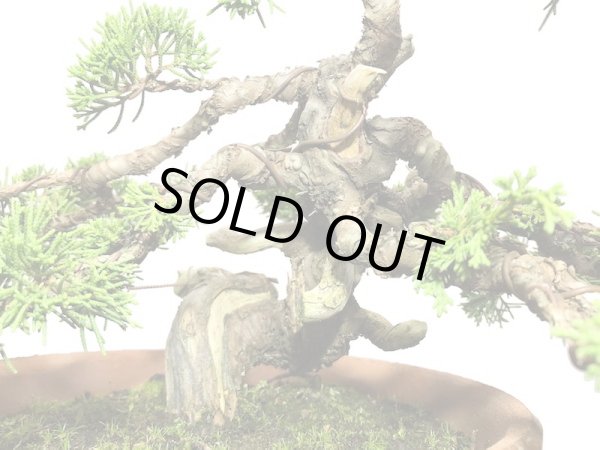 画像3: 糸魚川真柏 貴風盆栽 (3)