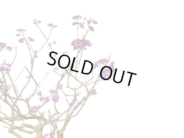 画像2: 紫式部 貴風盆栽 (2)