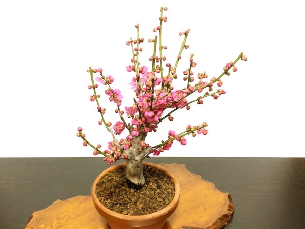 画像5: 花梅 大盃 貴風盆栽素材 (5)