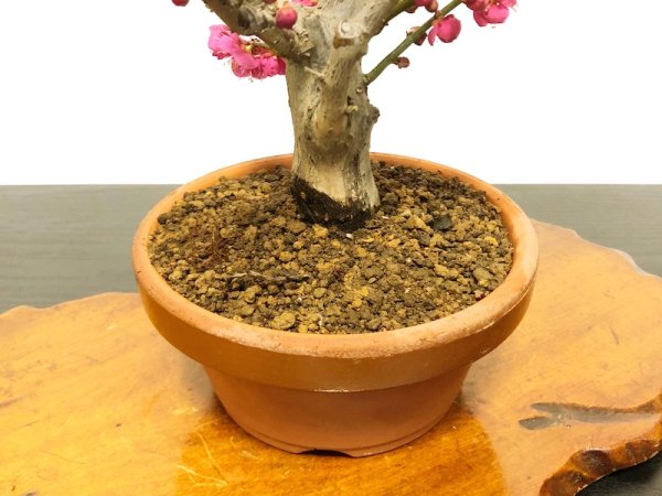 画像6: 花梅 大盃 貴風盆栽素材 (6)