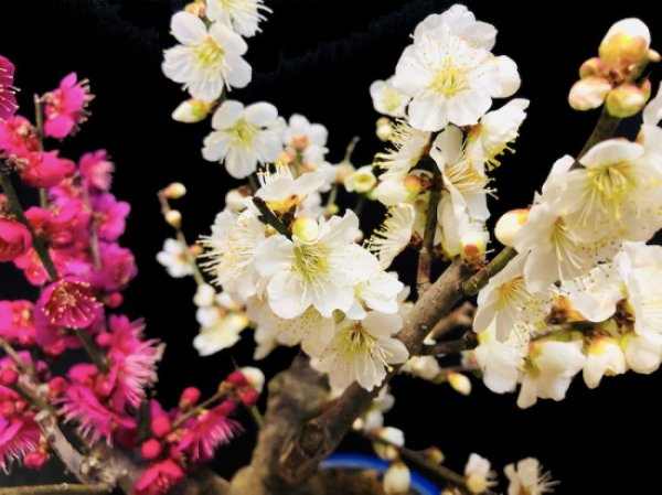 画像2: 花梅 紅白梅 大盃/冬至 貴風盆栽素材 (2)