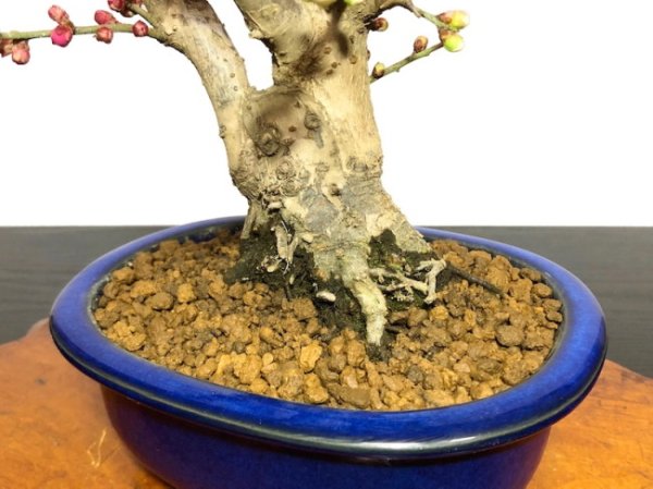 画像7: 花梅 紅白梅 大盃/冬至 貴風盆栽素材 (7)