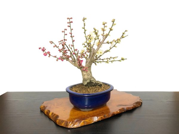 画像5: 花梅 紅白梅 大盃/冬至 貴風盆栽素材 (5)