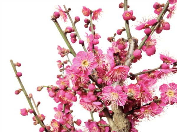 画像3: 花梅 大盃 貴風盆栽素材 (3)