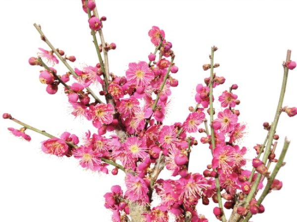 画像4: 花梅 大盃 貴風盆栽素材 (4)