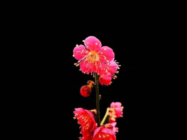 画像4: 花梅 紅白梅 大盃/冬至 貴風盆栽素材 (4)