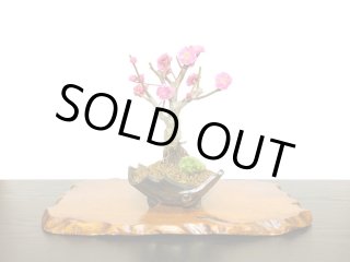 格安盆栽素材/生産品紹介/野田藤（ノダフジ） 中品盆栽 販売/通販の
