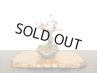 格安盆栽素材/生産品紹介/蝦夷松 小品ミニ盆栽素材 販売/通販のFROM JAPAN