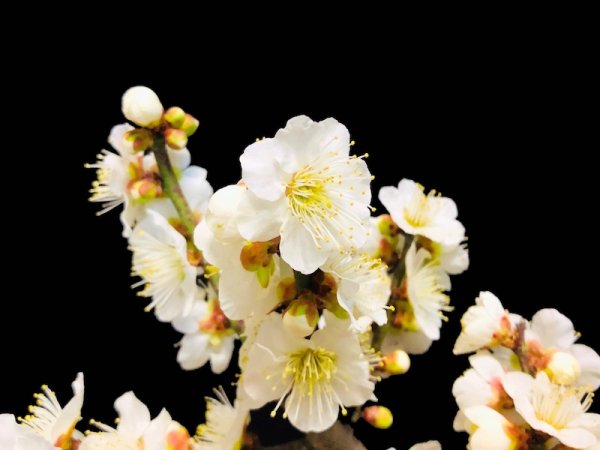 画像3: 花梅 紅白梅 大盃/冬至 貴風盆栽素材 (3)