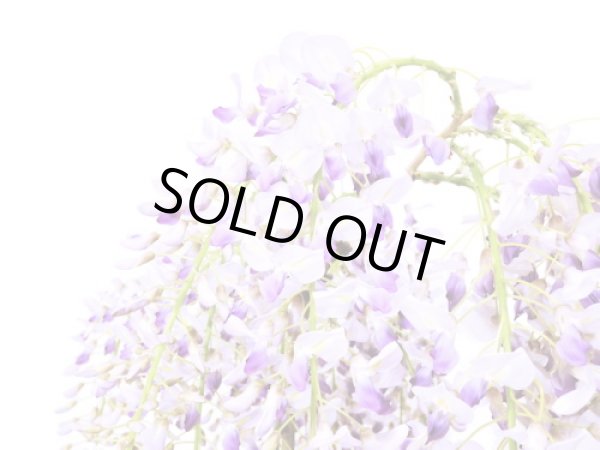 画像2: 野田藤(ノダフジ) 中品盆栽 (2)