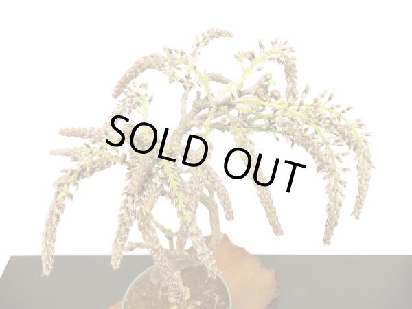 画像6: 野田藤(ノダフジ) 中品盆栽 (6)