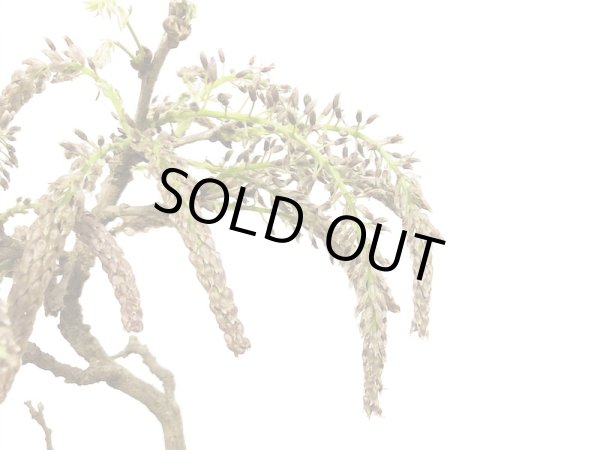 画像4: 野田藤(ノダフジ) 中品盆栽 (4)