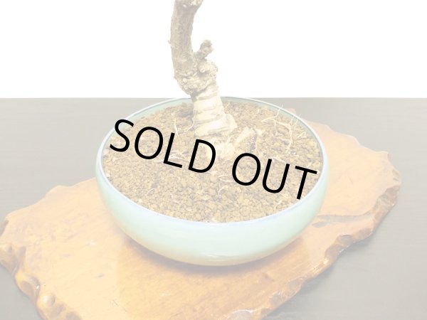 画像8: 野田藤(ノダフジ) 中品盆栽 (8)