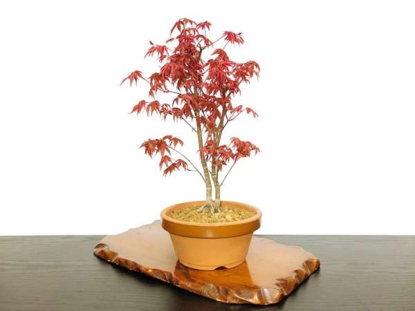 画像4: 出猩々もみじ　貴風盆栽素材 (4)