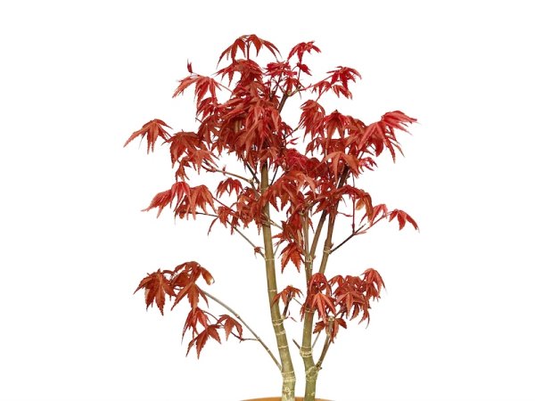 画像3: 出猩々もみじ　貴風盆栽素材 (3)