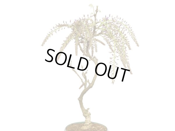 画像5: 野田藤(ノダフジ) 中品盆栽 (5)