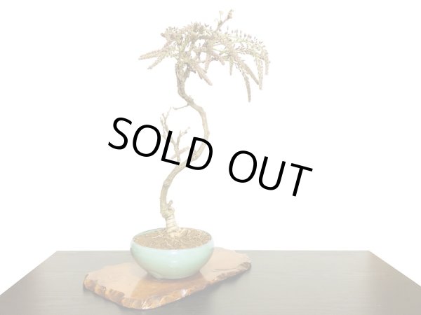 画像7: 野田藤(ノダフジ) 中品盆栽 (7)