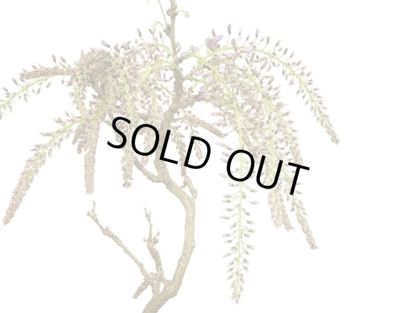 画像3: 野田藤(ノダフジ) 中品盆栽 (3)