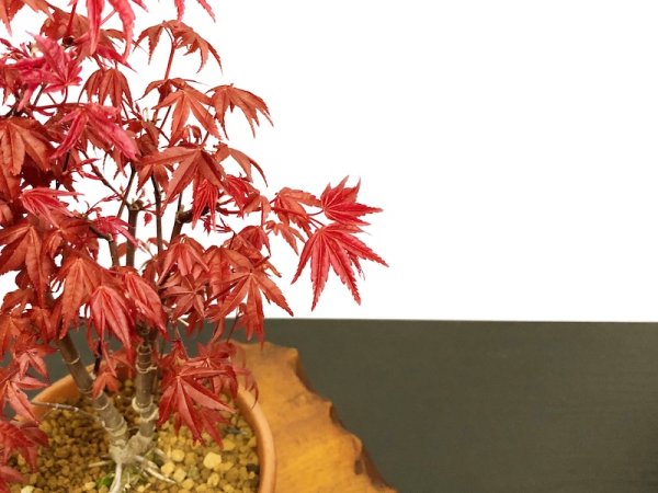 画像5: 出猩々もみじ　貴風盆栽素材 (5)