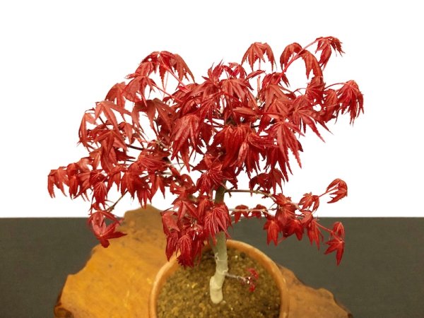 画像2: 出猩々もみじ 貴風盆栽素材 (2)