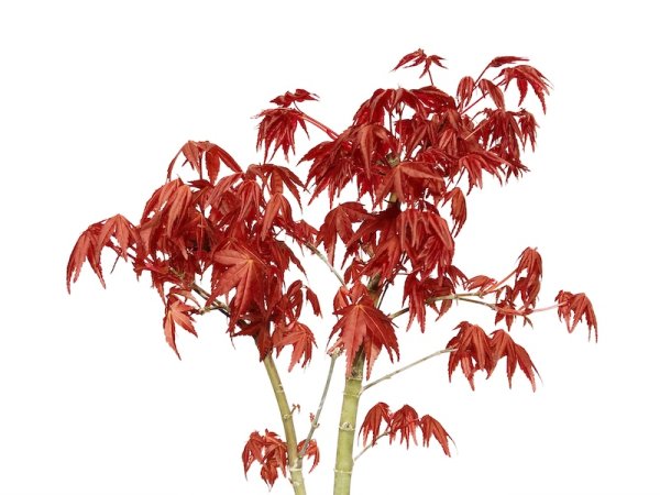 画像3: 出猩々もみじ 貴風盆栽素材 (3)