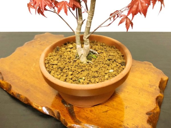 画像8: 出猩々もみじ　貴風盆栽素材 (8)