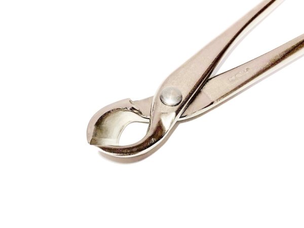 画像2: 白染又枝切(昌国) (2)