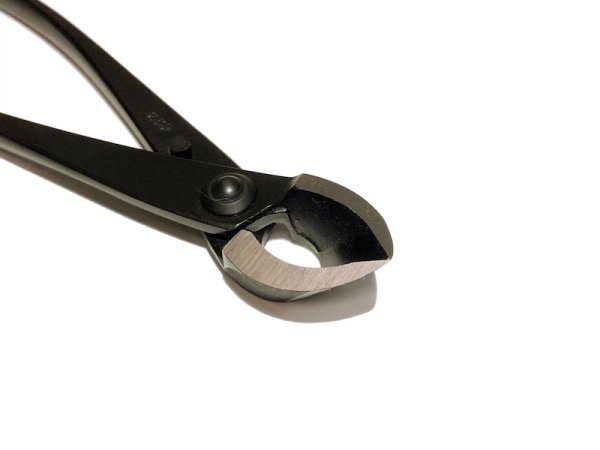 画像5: 又枝切 大(八木光) (5)