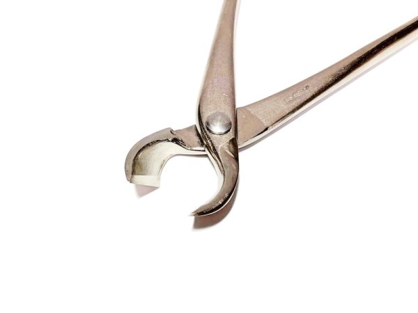 画像3: 白染又枝切(昌国) (3)