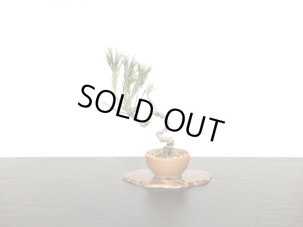 画像3: 黒松　小品盆栽素材 (3)