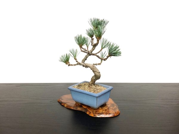 画像4: 銀八房五葉松　小品盆栽素材 (4)