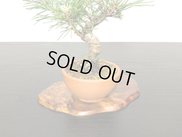 画像6: 黒松 小品ミニ盆栽素材 (6)