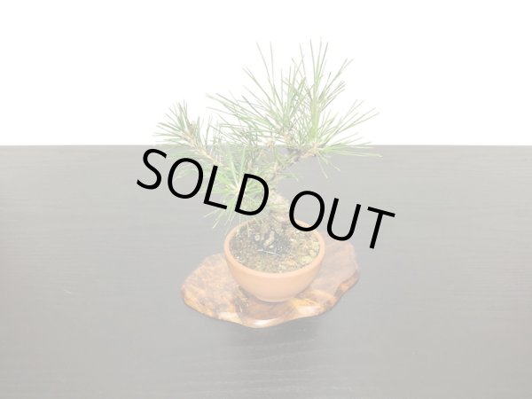 画像5: 黒松 小品ミニ盆栽素材 (5)