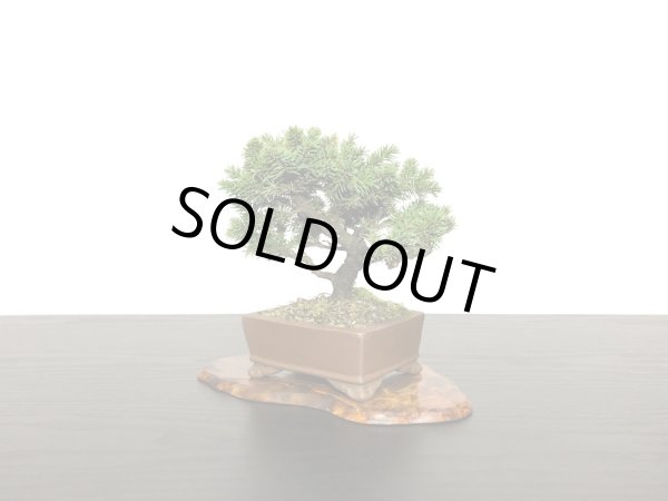 画像4: 蝦夷松 小品ミニ盆栽素材 (4)