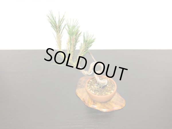 画像4: 黒松　小品盆栽素材 (4)