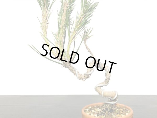 画像2: 黒松　小品盆栽素材 (2)