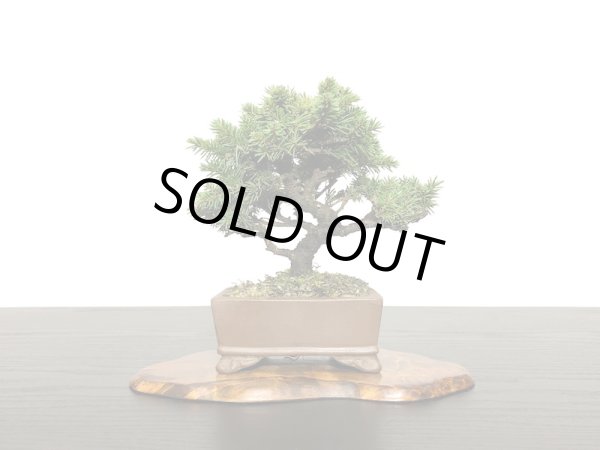 画像3: 蝦夷松 小品ミニ盆栽素材 (3)