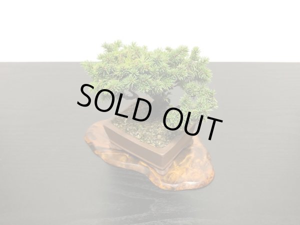 画像5: 蝦夷松 小品ミニ盆栽素材 (5)