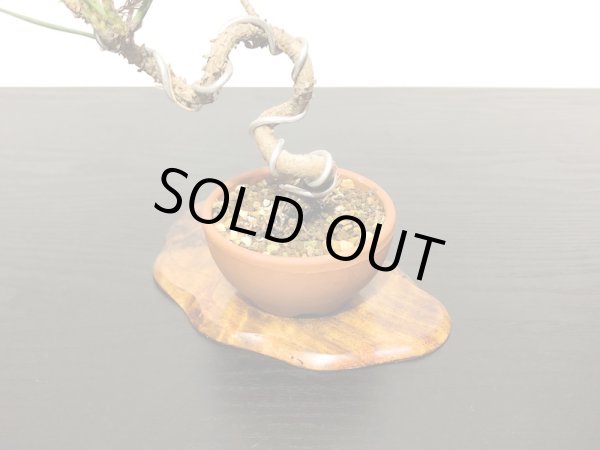 画像5: 黒松　小品盆栽素材 (5)