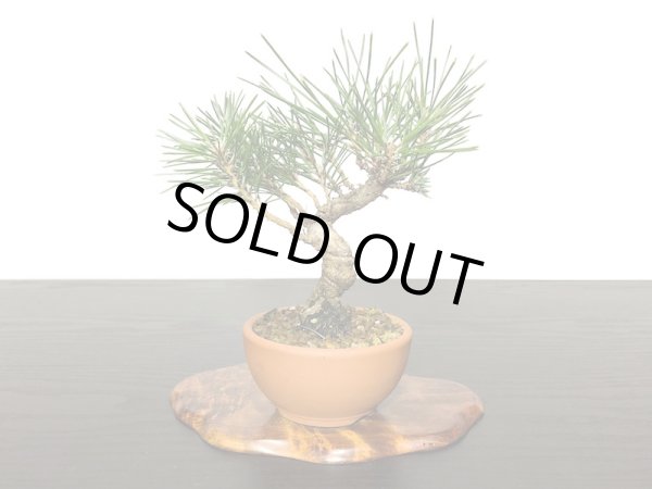 画像3: 黒松 小品ミニ盆栽素材 (3)