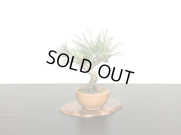 画像4: 黒松 小品ミニ盆栽素材 (4)