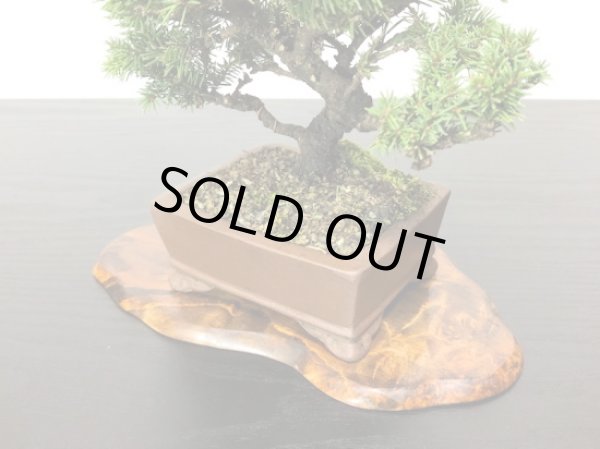 画像6: 蝦夷松 小品ミニ盆栽素材 (6)